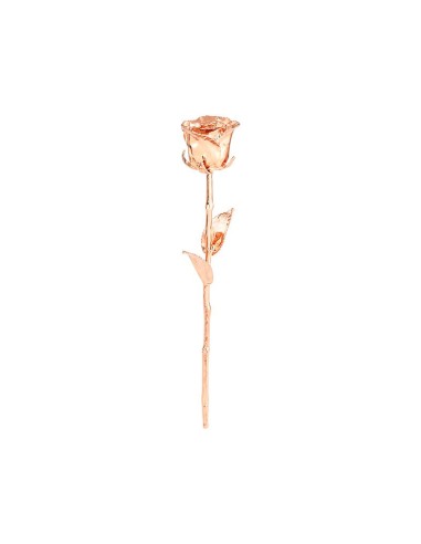 Image of Echte Rose "Gold oder Rosé-Veredlung" 28cm - Pokale & Auszeichnungen